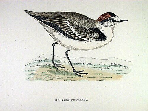 Kentish Plover