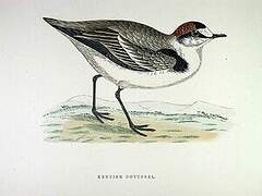 Kentish Plover