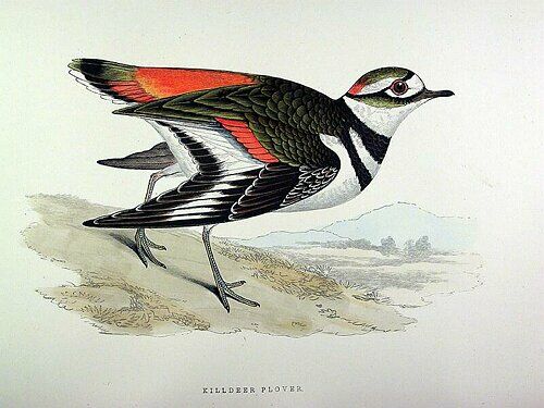 Killdeer