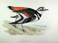 Killdeer