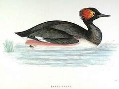 Black-necked Grebe