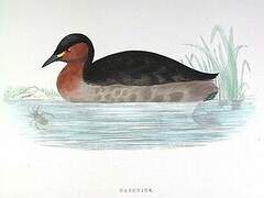 Little Grebe