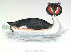 Great Crested Grebe