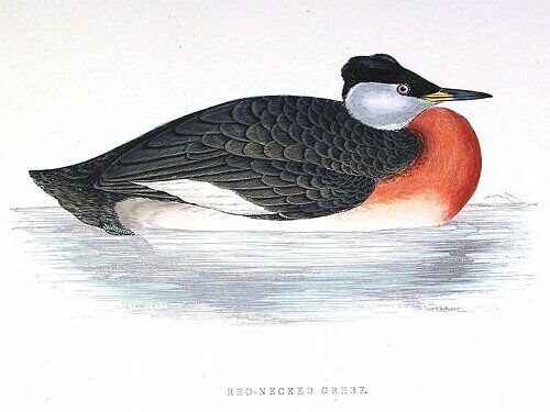 Red-necked Grebe