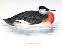 Red-necked Grebe