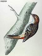 Eurasian Treecreeper