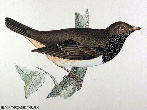 Black-throated Thrush