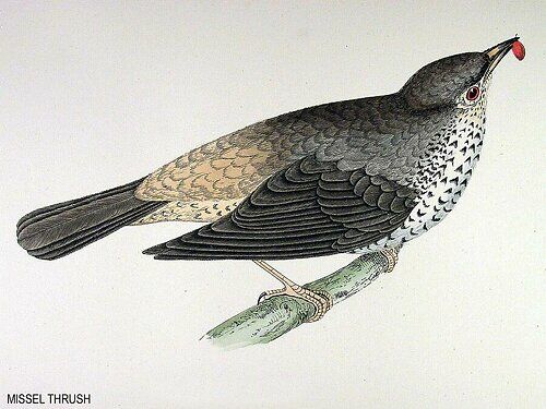 Mistle Thrush