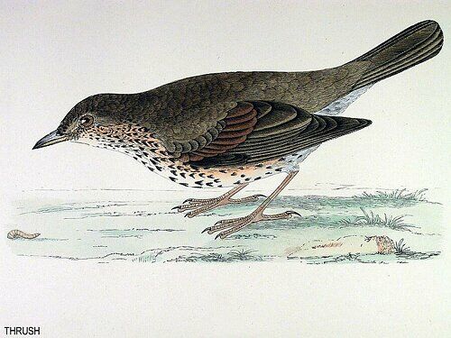 Song Thrush