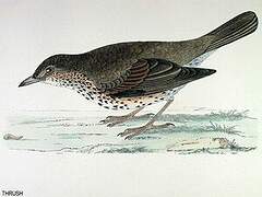 Song Thrush