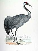 Common Crane