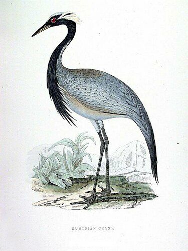 Demoiselle Crane