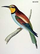 European Bee-eater