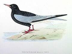 Guifette leucoptère