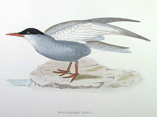 Whiskered Tern