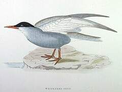 Whiskered Tern