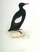 Guillemot à miroir