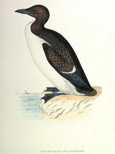 Guillemot de Brünnich