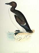 Guillemot de Brünnich