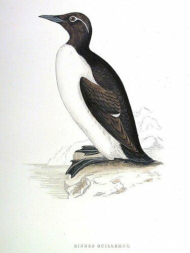 Guillemot de Troïl