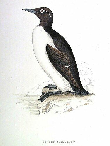 Common Murre