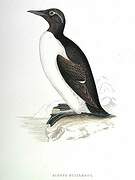 Guillemot de Troïl