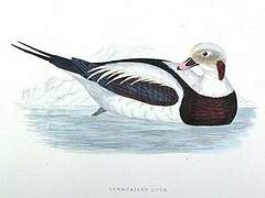 Long-tailed Duck