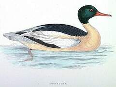 Common Merganser