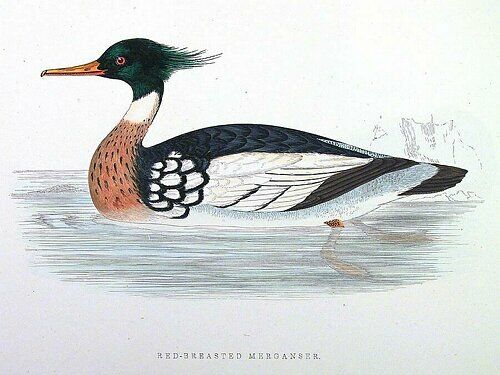 Red-breasted Merganser