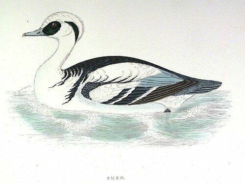 Smew