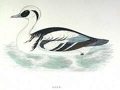 Smew