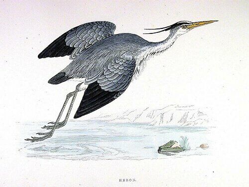 Grey Heron