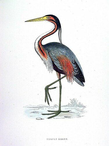 Purple Heron