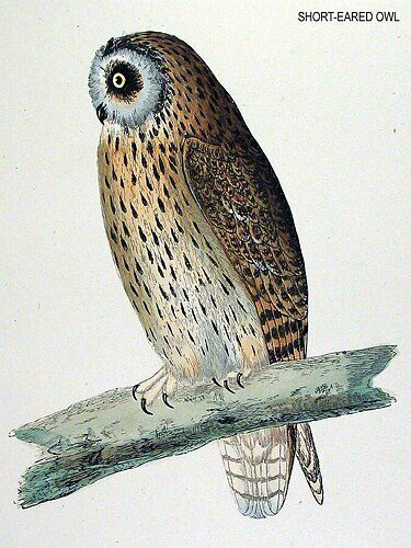 Hibou des marais