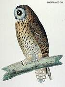 Hibou des marais