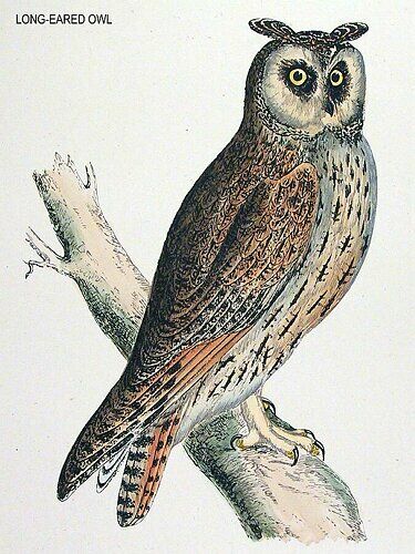 Long-eared Owl