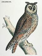 Long-eared Owl