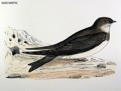 Sand Martin