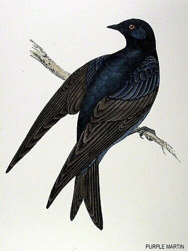 Hirondelle noire