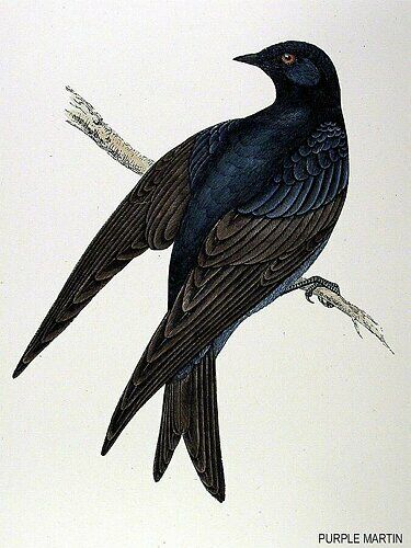 Purple Martin