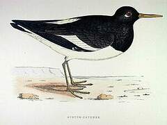 Eurasian Oystercatcher