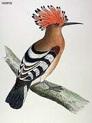 Eurasian Hoopoe