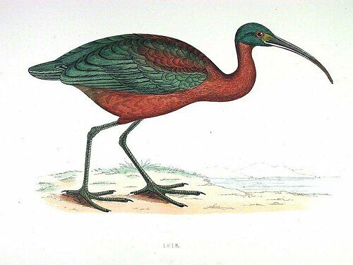 Ibis falcinelle