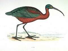 Ibis falcinelle