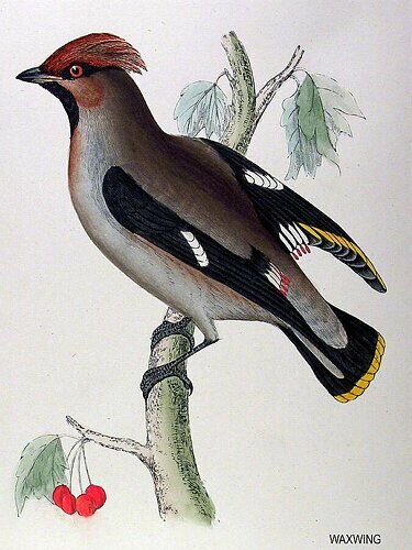 Bohemian Waxwing