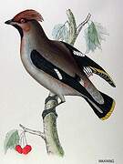 Bohemian Waxwing