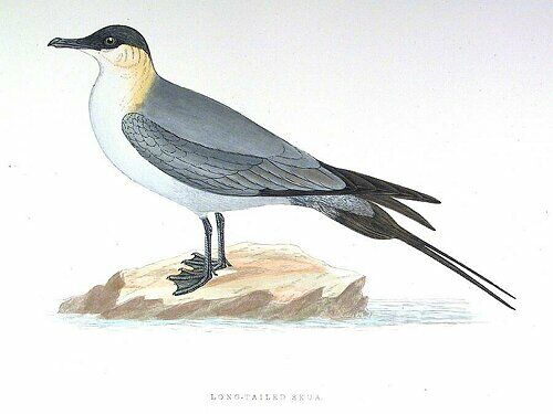 Long-tailed Jaeger