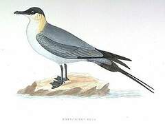 Long-tailed Jaeger