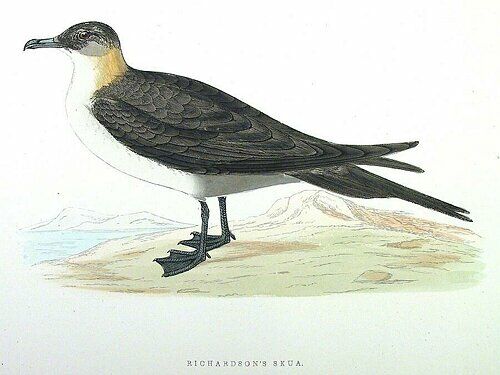 Parasitic Jaeger