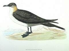 Parasitic Jaeger